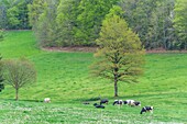 Frankreich,Cantal,Landschaft bei Ladinhac,Carladez