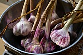 Frankreich,Tarn et Garonne,Sebastien Taupiac,Produzent von Ail Violet,AOC,und Präsident des Cadours Garlic Violet Syndicate,Vorbereitung von Knoblauch vor dem Flechten