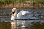 Frankreich,Somme,Baie de Somme,Naturschutzgebiet Baie de Somme,Ornithologischer Park Marquenterre,Saint Quentin en Tourmont,Höckerschwan (Cygnus olor Höckerschwan) Bad (Toilette)