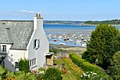 Frankreich,Finistere,Locquirec,Hafen bei Ebbe