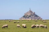 France,Manche,Bay of Mont Saint-Michel,listed as World Heritage by UNESCO,sheep of salt meadows in the bay of Mont-Saint-Michel