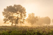 Frankreich,Somme,Tal der Somme,Sümpfe von Epagne-Epagnette,der Sumpf am frühen Morgen, während sich der Nebel auflöst,der Sumpf wird von Ponys als Öko-Weide besiedelt
