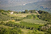 France,Vaucluse,regional natural park of Luberon,Roussillon,labeled the most beautiful villages of France,olive and cherry crops