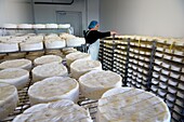 France,Orne,Pays d'Auge,village of Camembert,the Héronnière Farm,AOC unpasteurized milk farm-made Camembert,ripening and refinement of the cheese