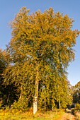 Frankreich,Somme,Crécy-Wald,Crécy-en-Ponthieu,Der Wald von Crécy und seine Buchen, die für die Qualität ihres Holzes berühmt sind (Die Weißbuche von Crécy), Frühherbst