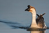 France,Somme,Baie de Somme,Le Crotoy,Crotoy Marsh,Swan Goose (Chinese goose,Guinea goose,Anser cygnoides) escaped from a farm and found refuge in the Crotoy marsh