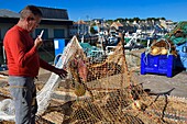 France,Calvados,Cote de Nacre,Port en Bessin,the fishing port,fisherman repairing fishing nets
