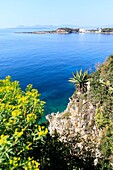 France,Alpes Maritimes,Antibes,Cap d'Antibes,coastal path,euphorbia and yucca