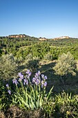 France,Vaucluse,regional natural park of Luberon,Roussillon,labeled the most beautiful villages of France,iris in bloom