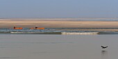 France,Somme,Baie de Somme,Le Hourdel,Indonesian canoes and canoe kayak during high tides,the boats come to wait for the flow and the tidal bore at the entrance of the bay and then go up helped by the strong current,sometimes accompanied by the seals,some fail their boat on the sandbanks to watch the birds dislodged by the tide