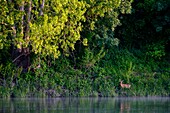 France,Indre et Loire,Loire Valley listed as World Heritage by UNESCO,roe deer along the Loire river