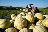 Frankreich,Lot,Montlauzun,Ortschaft Les Bertioles,Bernard Borredon,Präsident der Melon du Quercy und Erzeuger,Ernte der Quercy-Melone