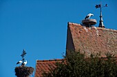 France,Haut Rhin,Eguisheim,labelled Les Plus Beaux Villages de France (The Most beautiful Villages of France),stork at nest