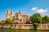 Frankreich,Paris,von der UNESCO zum Weltkulturerbe erklärtes Gebiet,Ile de la Cite,Kathedrale Notre Dame im Frühling
