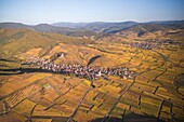 France,Haut Rhin,Alsace Wine Route,Katzenthal,Saint Nicolas church,Wineck castle,vineyard (aerial view)