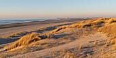 France,Somme,Bay of Authie,Fort-Mahon,the dunes of Marquenterre,south of the bay of Authie,Berck-sur-mer in the background