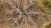 France,Vaucluse,Luberon Regional Natural Park,Lourmarin,white oak (aerial view)