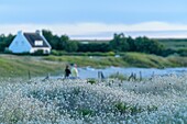 France,Morbihan,Saint-Pierre-Quiberon,oval lagoon (Lagurus ovatus) along the island walk on a summer evening