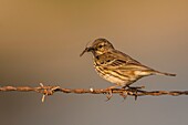 Frankreich,Somme,Baie de Somme,Cayeux sur Mer,Der Hâble d'Ault,Wiesenpieper (Anthus pratensis Wiesenpieper)