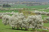 Frankreich,Meurthe et Moselle,Cotes de Toul,Boucq,Kirschpflaumenbäume in Blüte