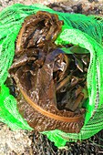 France,Ille et Vilaine,Emerald Coast,Saint Lunaire,end of harvest on the beach of the wild seaweed and edible wakame (Undaria pinnatifida) for the brand Alg'Emeraude