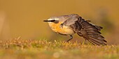 France,Somme,Baie de Somme,The Hâble d'Ault,Cayeux sur Mer,Wheatear (Oenanthe oenanthe Northern Wheatear)