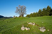France,Haute Savoie,Plateau des Glieres,Bornes,landscape in the northern pastures