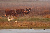 France,Somme,Baie de Somme,Le Crotoy,Crotoy Marsh,Highland Cattle for Ecopaturing in the Crotoy marsh