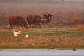 Frankreich,Somme,Baie de Somme,Le Crotoy,Crotoy-Sumpf,Hochlandrinder für die Ökoproduktion im Crotoy-Sumpf