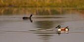 France,Somme,Baie de Somme,Le Crotoy,Northern Shoveler (Spatula clypeata) in the marsh