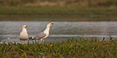 Frankreich,Somme,Baie de Somme,Naturreservat der Baie de Somme,Le Crotoy,Raub eines Nestes durch zwei Silbermöwen (Larus argentatus), die die Eier fressen