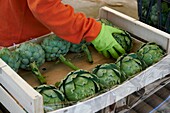 France,Pyrenees Orientales,Torreilles,Sanchez Jose Marie,Farmer,Artichokes of Roussillon (IGP),the artichokes are sorted and packaged in the crates