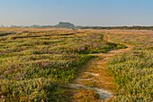 Frankreich,Somme,Bucht von Authie,Fort-Mahon,die gesalzenen Wiesen, die im Sommer mit Wildstauden bedeckt sind