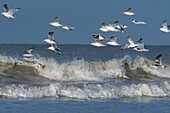 France,Somme,Picardy Coast,Quend-Plage,gulls in flight (Larus canus - Mew Gull) on the beach