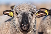 Frankreich,Somme,Baie de Somme,Le Crotoy,Salzwiesenschafe in der Baie de Somme im Frühling,zu dieser Jahreszeit haben die Schafe noch ihre Wolle und die Lämmer sind noch klein,ein paar Ziegen begleiten die Herde, um sie über die Wiesen zu führen