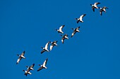 France,Somme,Baie de Somme,Natural Reserve of the Baie de Somme,Le Crotoy,winter,passage of Common Shelduck (Tadorna tadorna ) in the sky of the nature reserve
