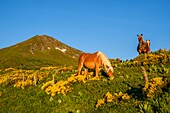 Frankreich,Cantal,Regionaler Naturpark der Vulkane der Auvergne,monts du Cantal,Cantal-Berge,vallee de l'Impradine (Impradine-Tal),puy Mary und Pferde