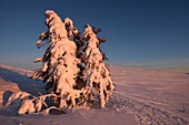 France,Haut Rhin,Hautes Vosges,Le Hohneck (1363 m),summit,spruce,Route des Cretes