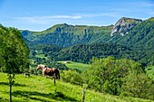 Frankreich,Cantal,Regionaler Naturpark der Vulkane der Auvergne,monts du Cantal,Cantal-Berge,Mars-Tal