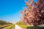 Frankreich,Paris,der Jardin des Plantes mit einem blühenden japanischen Kirschbaum (Prunus serrulata) im Vordergrund und der Grande Galerie des Naturhistorischen Museums