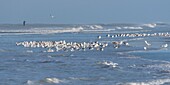 Frankreich,Somme,Picardie-Küste,Quend-Plage,Flug von Heringsmöwen (Larus argentatus - Europäische Heringsmöwe) am Strand