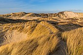 France,Somme,Picardy Coast,Fort-Mahon,the dunes of Marquenterre,between Fort-Mahon and the Bay of Authie,the white dunes covered with oyats to stabilize them