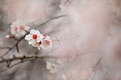 France,Alpes de Haute Provence,Saint Jurs,almond trees in bloom