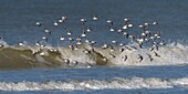 Frankreich,Somme,Picardie-Küste,Quend-Plage,Sanderling im Flug (Calidris alba ) entlang des Strandes
