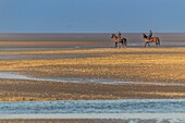 France,Somme,Baie de Somme,Natural Reserve of the Baie de Somme,Le Crotoy,horseback riders walk in the bay at low tide (Baie de Somme)