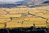 France,Haut Rhin,Sigolsheim,vineyards in autumn.