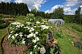 France,Vosges,Girmont Val d'Ajol,Girmont,garden Une Figue dans un Poirier,participative functioning,permaculture,Flowering Dogwood,Strawberry Tree (Cornus Kousa) variety Milk Way