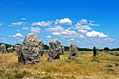 Frankreich,Morbihan,Carnac,Megalithische Stätte von Menec