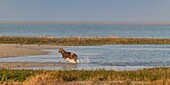 France,Somme,Bay of Somme,Natural Reserve of the Bay of Somme,Le Crotoy,Mouflons (Corsican Mouflon,Ovis orientalis musimon) having found refuge in the natural reserve in the Bay of Somme a day of hunting,the mouflons were introduced in the 1980s for hunting and eco grazing in a private area near the reserve