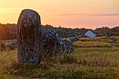 Frankreich,Morbihan,Carnac,megalithische Stätte von Menec